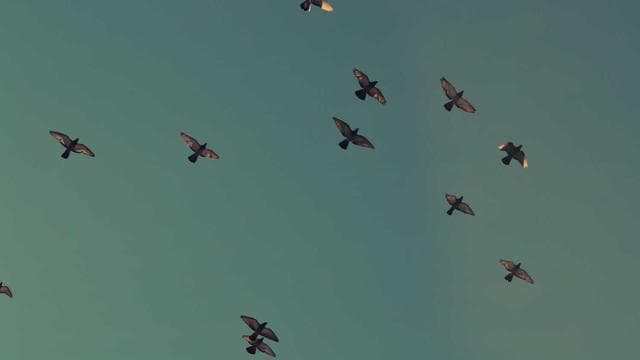 News illustration for TikTok apologises after thousands in US report issues